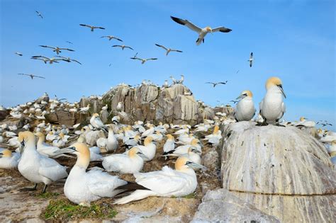 鳥死|世界に広がる鳥インフル、南極でも初確認、各地で動。